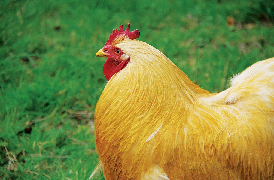 Close up picture of a chicken