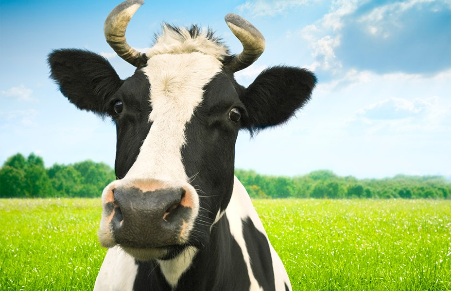 Close up picture of a cow