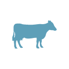 Cows